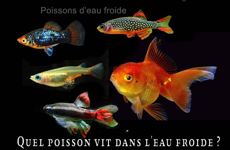 Un Réservoir Rempli De Poissons Tropicaux Aux Couleurs Vives Dans Une  Animalerie