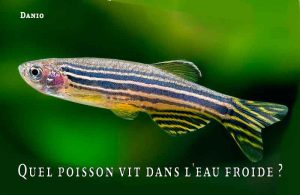 Fancy-Goldfish---Poissons-rouges-de-fantaisie-19