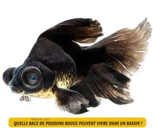 Maure-noir-une-race-de-poissons-rouge-peuvent-vivre-dans-un-bassin-04