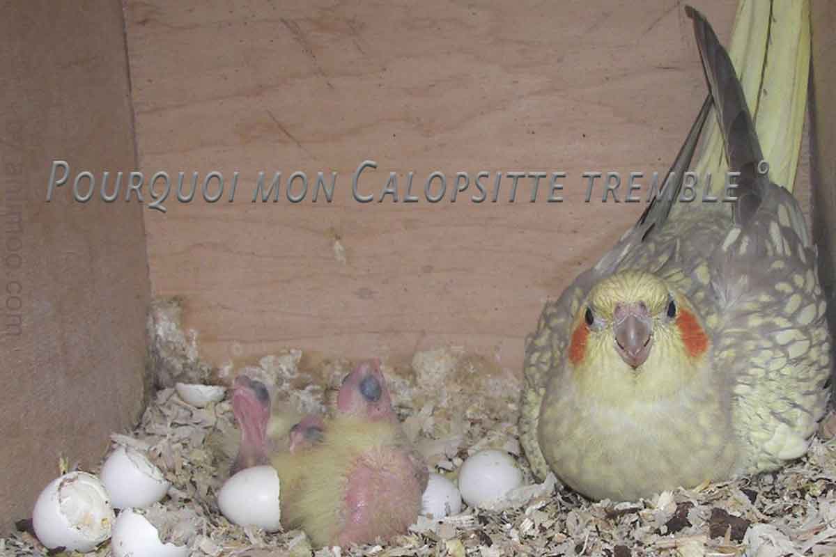 Pourquoi mon Calopsitte tremble?