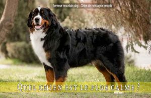 Quel-chien-est-le-plus-calme-Bernese-mountain-dog---Chien-de-montagne-bernois