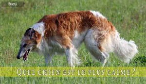 Quel-chien-est-le-plus-calme-Borzoi