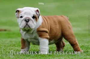 Quel-chien-est-le-plus-calme-Bulldog2