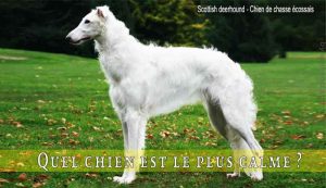 Quel-chien-est-le-plus-calme-Scottish-deerhound---Chien-de-chasse-écossais
