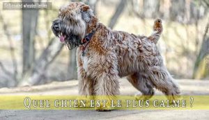 Quel-chien-est-le-plus-calme-Soft-coated-wheaten-terrier