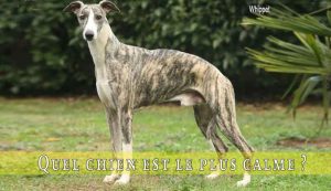 Quel-chien-est-le-plus-calme-Whippet