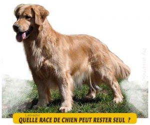 Quel-chien-peut-rester-seul-11-Labrador