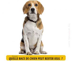 Quel-chien-peut-rester-seul-13-Beagle