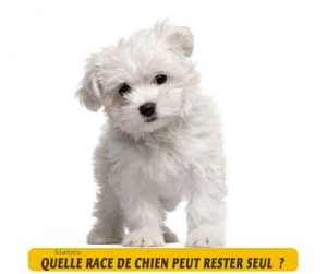 Quel-chien-peut-rester-seul-17-Maltais