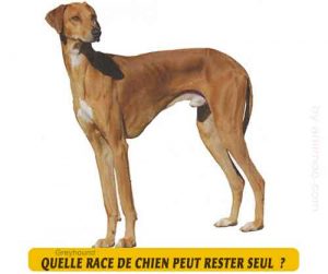 Quel-chien-peut-rester-seul-19-Greyhound