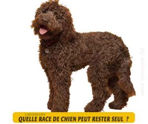 Quel-chien-peut-rester-seul-21-Labradoodle