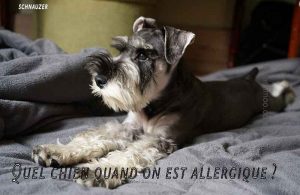 Quel-chien-quand-on-est-allergique00