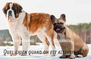 Quel-chien-quand-on-est-allergique01