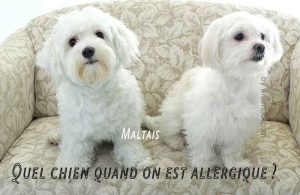 Quel-chien-quand-on-est-allergique02