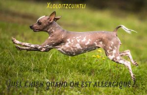 Quel-chien-quand-on-est-allergique08