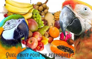 Quel-fruit-pour-un-perroquet--00