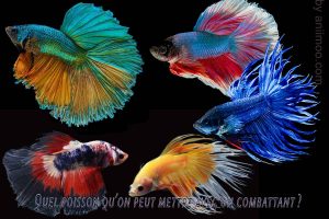 Quel-poisson-on-peut-mettre-avec-un-combattant-1200-800-02