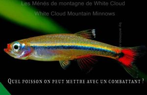 Quel-poisson-on-peut-mettre-avec-un-combattant-800-520-14