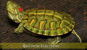 Quel-tortue-d'eau-choisir-00