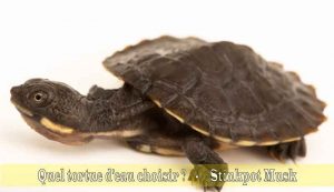 Quel-tortue-d'eau-choisir-05