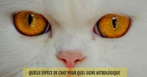 Quelle-espèce-de-chat-pour-quel-signe-astrologique-09