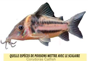 Quelle-espèces-de-poissons-mettre-avec-le-Scalaire-01-Corydoras-Catfish