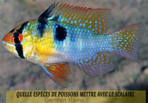 Quelle-espèces-de-poissons-mettre-avec-le-Scalaire-03-German-Rams