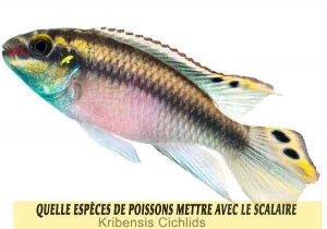 Quelle-espèces-de-poissons-mettre-avec-le-Scalaire-04-Kribensis-Cichlids