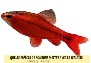 Quelle-espèces-de-poissons-mettre-avec-le-Scalaire-05-Cherry-Barbs