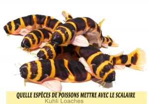 Quelle-espèces-de-poissons-mettre-avec-le-Scalaire-07-Kuhli-Loaches