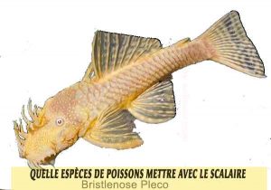 Quelle-espèces-de-poissons-mettre-avec-le-Scalaire-08-Bristlenose-Pleco