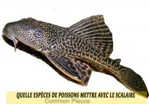 Quelle-espèces-de-poissons-mettre-avec-le-Scalaire-09-Common-Plecos