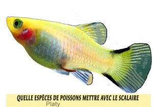 Quelle-espèces-de-poissons-mettre-avec-le-Scalaire-10-Platy