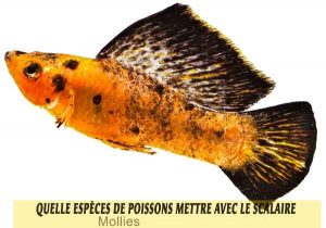 Quelle-espèces-de-poissons-mettre-avec-le-Scalaire-11-Mollies