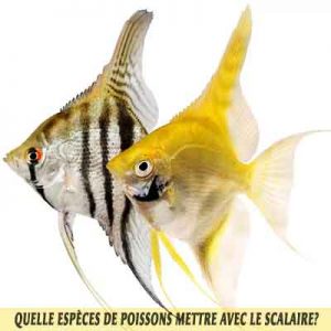 Quelle-espèces-de-poissons-mettre-avec-le-Scalaire-12