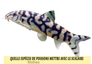 Quelle-espèces-de-poissons-mettre-avec-le-Scalaire-12-Yoyo-Loach