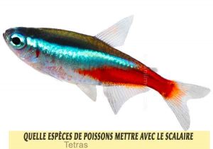 Quelle-espèces-de-poissons-mettre-avec-le-Scalaire-13-Tetras