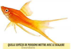 Quelle-espèces-de-poissons-mettre-avec-le-Scalaire-14-Swordtails