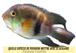 Quelle-espèces-de-poissons-mettre-avec-le-Scalaire-15-Keyhole-Cichlids