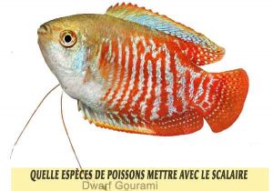 Quelle-espèces-de-poissons-mettre-avec-le-Scalaire-16-Dwarf-Gourami