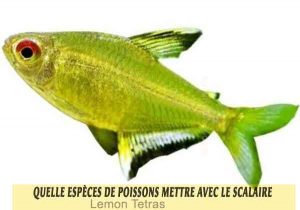 Quelle-espèces-de-poissons-mettre-avec-le-Scalaire-17-Lemon-Tetras