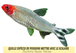 Quelle-espèces-de-poissons-mettre-avec-le-Scalaire-18-Rummy-Nose-Tetras