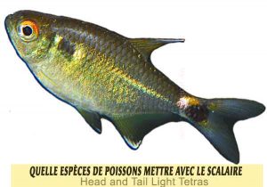 Quelle-espèces-de-poissons-mettre-avec-le-Scalaire-19-Head-and-Tail-Light-Tetras