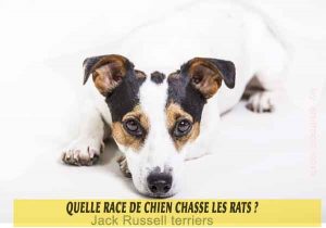 Quelle-race-de-chien-chasse-les-rats-01-Jack Russell terriers