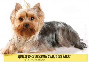 Quelle-race-de-chien-chasse-les-rats-02-Cairn-terrier