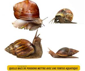 Quelle-race-de-poissons-mettre-avec-une-tortue-aquatique-02-Escargots