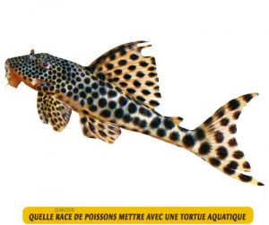 Quelle-race-de-poissons-mettre-avec-une-tortue-aquatique-03-plecos