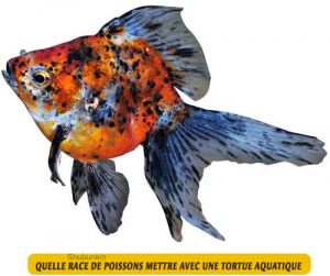 Quelle-race-de-poissons-mettre-avec-une-tortue-aquatique-04-Shubunkin