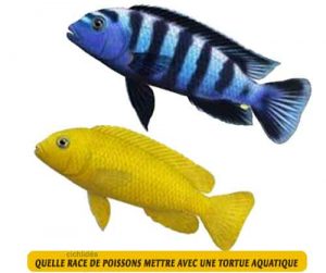 Quelle-race-de-poissons-mettre-avec-une-tortue-aquatique-05-cichlidés