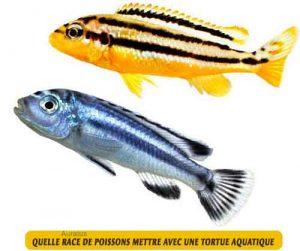 Quelle-race-de-poissons-mettre-avec-une-tortue-aquatique-06-Auratus